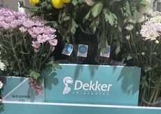 Colorful chrysanth varieties by Dekker.
